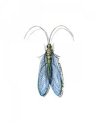 Attēlu rezultāti vaicājumam “Neuroptera”