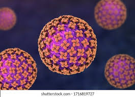 Attēlu rezultāti vaicājumam “Diderma simplex macro”