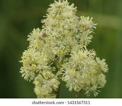 Attēlu rezultāti vaicājumam “Thalictrum flavum leaf”