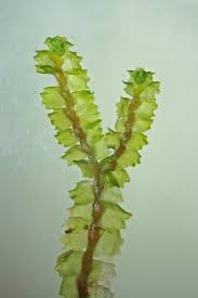 Attēlu rezultāti vaicājumam “Barbilophozia barbata”