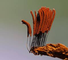 Attēlu rezultāti vaicājumam “Stemonitis axifera”