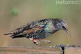 Attēlu rezultāti vaicājumam “Sturnus vulgaris”