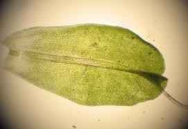 Attēlu rezultāti vaicājumam “Syntrichia virescens”