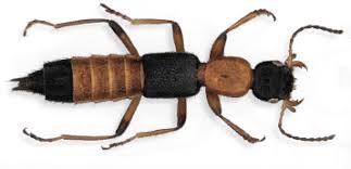 Attēlu rezultāti vaicājumam “Staphylinidae”