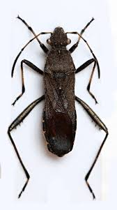 Attēlu rezultāti vaicājumam “Alydus calcaratus”