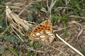 Attēlu rezultāti vaicājumam “Issoria lathonia upperside”