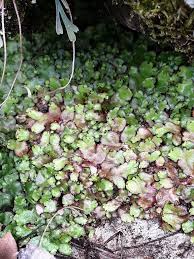 Attēlu rezultāti vaicājumam “Reboulia hemisphaerica”