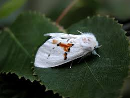 Attēlu rezultāti vaicājumam “Leucodonta bicoloria”