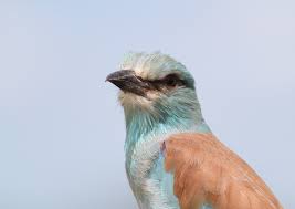 Attēlu rezultāti vaicājumam “Coracias garrulus adult”