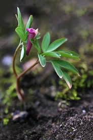 Attēlu rezultāti vaicājumam “Corydalis intermedia fruit”
