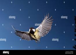 Attēlu rezultāti vaicājumam “Parus major female”