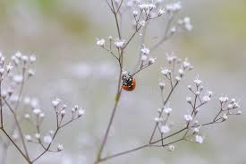 Attēlu rezultāti vaicājumam “Gypsophila paniculata bud”