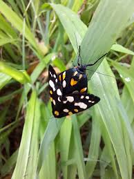 Attēlu rezultāti vaicājumam “Callimorpha dominula imago”