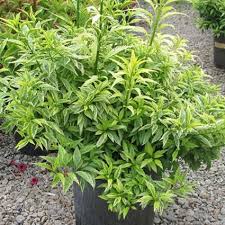 Attēlu rezultāti vaicājumam “Forsythia viridissima”