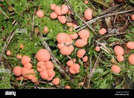 Attēlu rezultāti vaicājumam “Lycogala persicum spores”