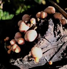 Attēlu rezultāti vaicājumam “Lycogala exiguum aggr. spores”