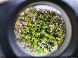 Attēlu rezultāti vaicājumam “Tritomaria exsecta”