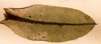 Attēlu rezultāti vaicājumam “Plagiomnium”