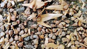 Attēlu rezultāti vaicājumam “Carpinus betulus fruit”