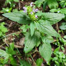 Attēlu rezultāti vaicājumam “Prunella vulgaris leaf”
