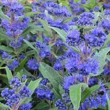 Attēlu rezultāti vaicājumam “Barbula”