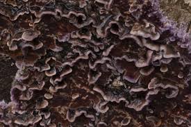 Attēlu rezultāti vaicājumam “Chondrostereum purpureum”