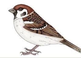 Image result for Passer montanus