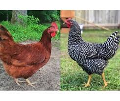 Image result for Plymouth Rhc