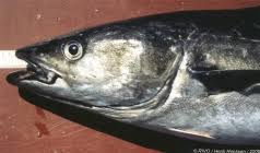 Image result for Pollachius virens