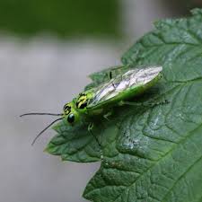 Attēlu rezultāti vaicājumam “Rhogogaster picta”