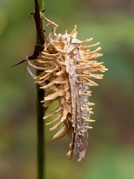 Attēlu rezultāti vaicājumam “Akanthomyces aculeatus”