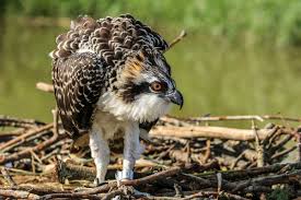 Image result for Pandion haliaetus
