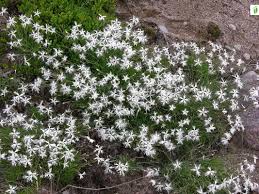 Attēlu rezultāti vaicājumam “Dianthus arenarius”