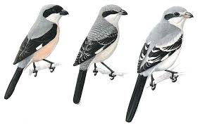 Image result for Lanius minor