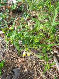 Attēlu rezultāti vaicājumam “Melampyrum pratense bud”
