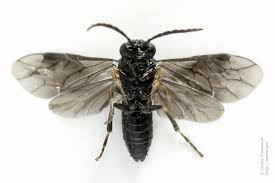 Attēlu rezultāti vaicājumam “Caliroa annulipes”