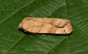 Attēlu rezultāti vaicājumam “Noctua fimbriata larva”