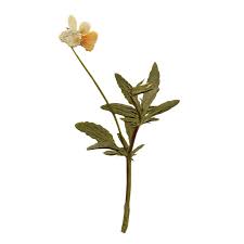 Attēlu rezultāti vaicājumam “Viola arvensis leaf”