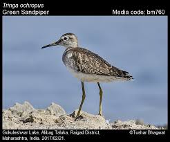 Attēlu rezultāti vaicājumam “Tringa ochropus”