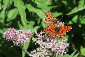Attēlu rezultāti vaicājumam “Melitaea didyma male”