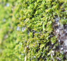 Attēlu rezultāti vaicājumam “Gyroweisia tenuis”