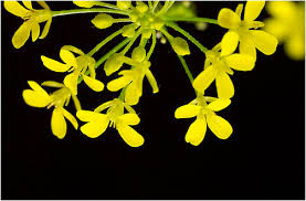 Attēlu rezultāti vaicājumam “Bunias orientalis flower”