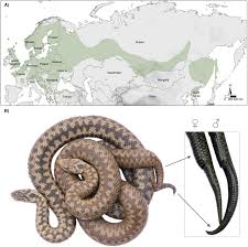 Attēlu rezultāti vaicājumam “Vipera berus adult”
