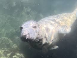 Image result for Wyndley Seals Snorkelling Club