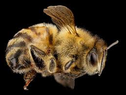 Attēlu rezultāti vaicājumam “Apis mellifera”