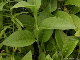 Attēlu rezultāti vaicājumam “Symphytum officinale leaf”