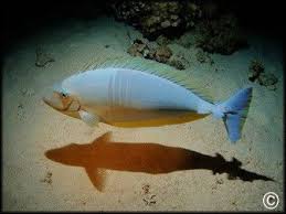 Image result for Naso hexacanthus