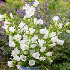 Image result for Campanula medium