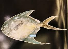 「魚拓」的圖片搜尋結果