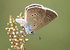Attēlu rezultāti vaicājumam “Maculinea alcon upperside”